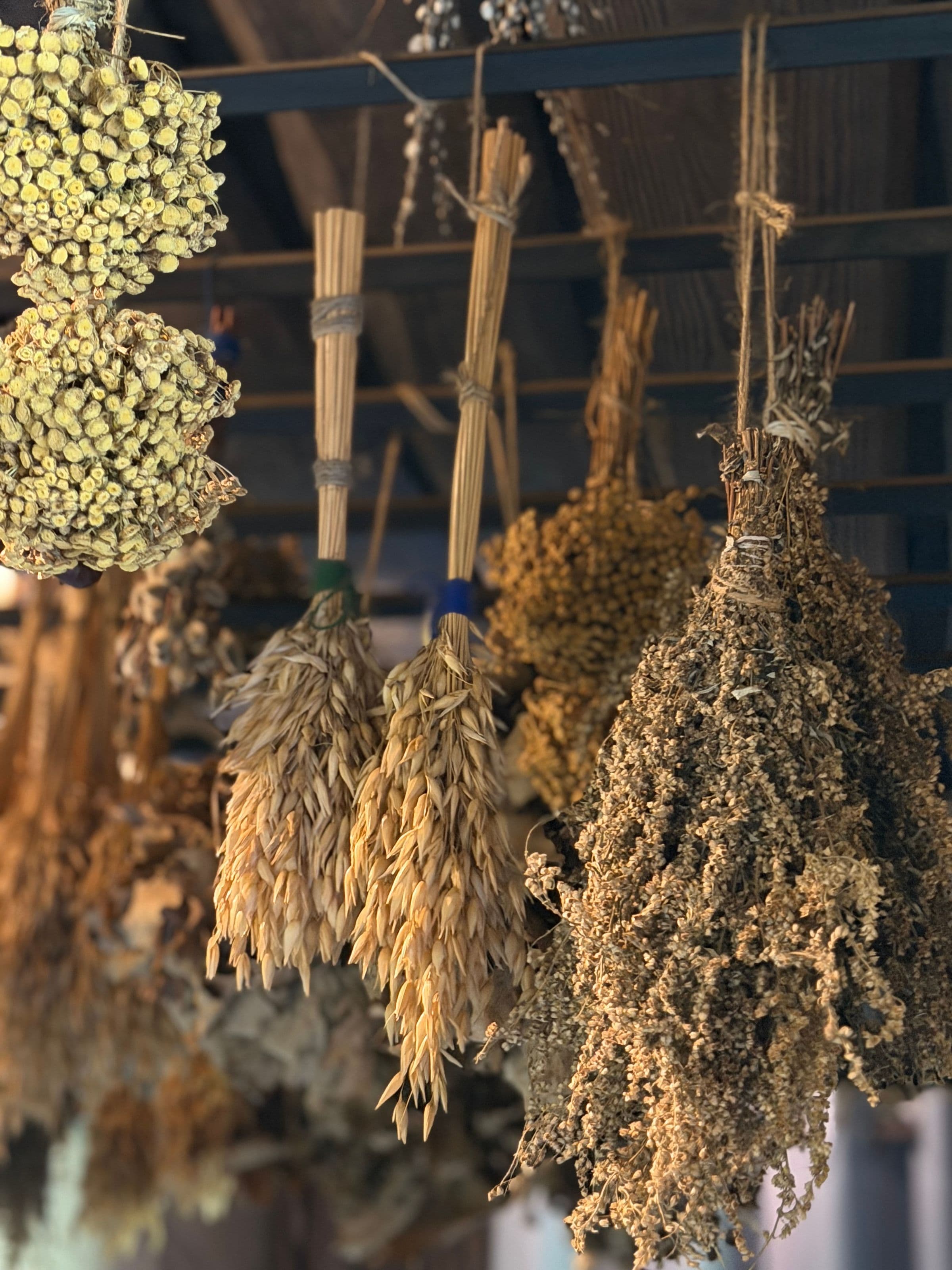 Bundles of dried herbs and seed heads hanging from a rack in a drying shed